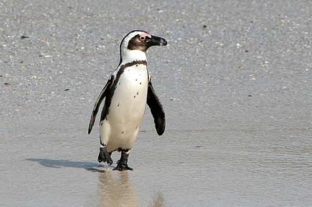 brillen-pinguin
