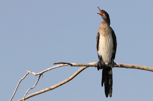 weissbrust-kormoran