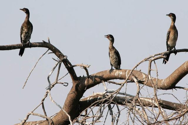 weissbrust-kormorane